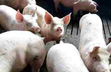 Exportação de carne suína do Paraná cresce 7,9% em 2025 e atinge maior volume da história